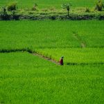 New market for new farmers.